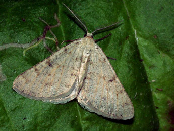 Isturgia miniosaria Dup. adulte - �Philippe Mothiron