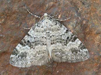 Perizoma minorata Tr. adulte - �Daniel Morel