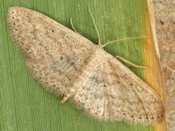 Scopula minorata Bsdv. adulte - �Daniel Morel