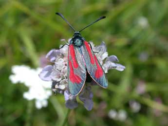 Zygaena minos D. & S. adulte - �Philippe Mothiron