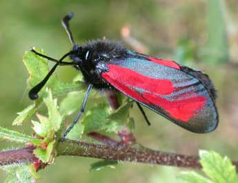 Zygaena minos D. & S. adulte - �Philippe Mothiron