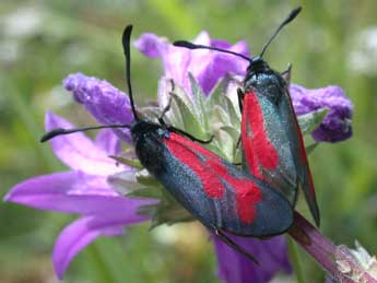 Zygaena minos D. & S. adulte - �Philippe Mothiron