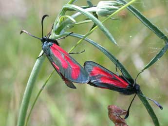 Zygaena minos D. & S. adulte - �Philippe Mothiron