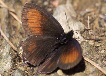 Erebia mnestra Hb. adulte - �Tristan Lafranchis