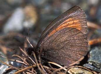 Erebia mnestra Hb. adulte - �Tristan Lafranchis