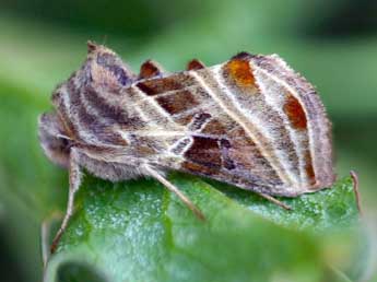 Euchalcia modestoides Poole adulte - �Daniel Morel