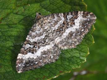 Epirrhoe molluginata Hb. adulte - �Philippe Mothiron