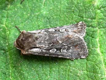 Violaphotia molothina Esp. adulte - �Graham Wenman