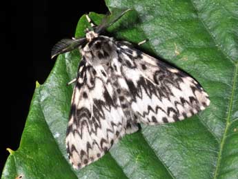 Lymantria monacha L. adulte - �Philippe Mothiron