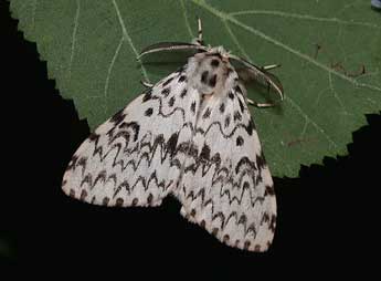 Lymantria monacha L. adulte - �Philippe Mothiron