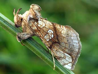 Polychrysia moneta F. adulte - �Daniel Morel