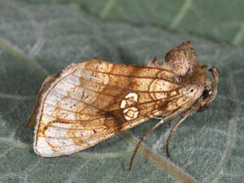 Polychrysia moneta F. adulte - �Philippe Mothiron