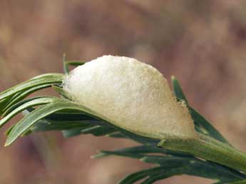  Chrysalide de Polychrysia moneta F. - �Daniel Morel