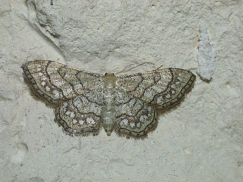 Idaea moniliata D. & S. adulte - �Philippe Mothiron