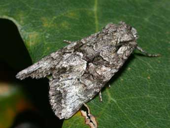 Dryobotodes monochroma Esp. adulte - �Philippe Mothiron