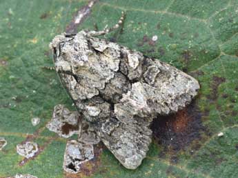 Dryobotodes monochroma Esp. adulte - �Daniel Morel