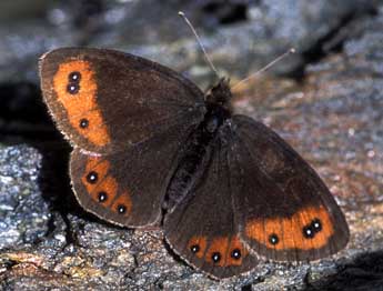 Erebia montana Prun. adulte - �Tristan Lafranchis