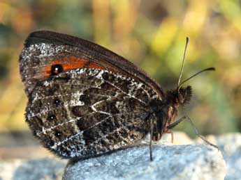 Erebia montana Prun. adulte - �Daniel Morel