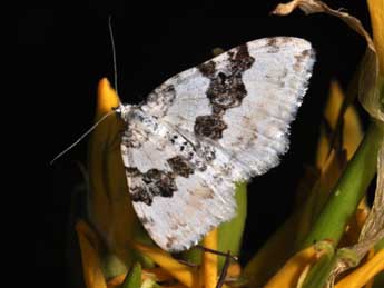 Xanthorhoe montanata D. & S. adulte - �Philippe Mothiron