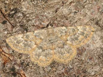 Charissa mucidaria Hb. adulte - �Daniel Morel