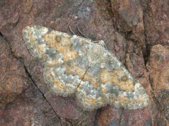 Charissa mucidaria Hb. adulte - �Daniel Morel