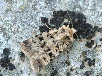 Chersotis andreae Dufay adulte - �David Demerges