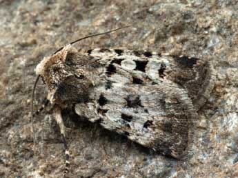 Chersotis andreae Dufay adulte - �Daniel Morel