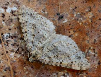 Colostygia multistrigaria Hw. adulte - �Daniel Morel