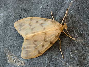 Nudaria mundana L. adulte - �Daniel Morel