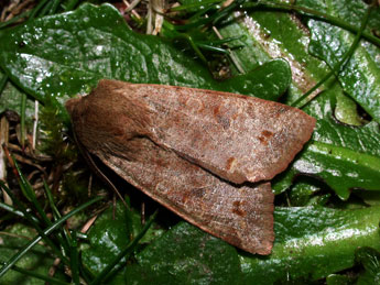 Anorthoa munda D. & S. adulte - �Philippe Mothiron