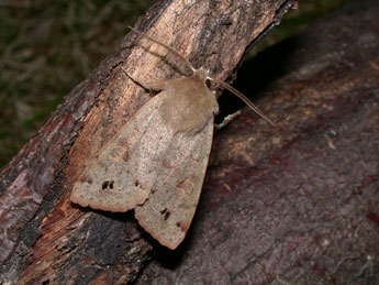 Anorthoa munda D. & S. adulte - �Philippe Mothiron