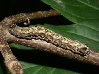  Chenille de Anorthoa munda D. & S. - �Philippe Mothiron