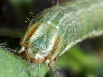  Chenille de Isturgia murinaria D. & S. - �Marie Frayssinet