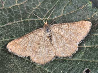 Isturgia murinaria D. & S. adulte - �Philippe Mothiron