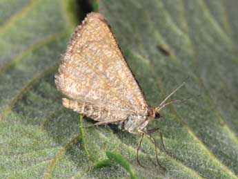 Isturgia murinaria D. & S. adulte - �Philippe Mothiron