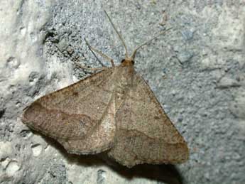 Isturgia murinaria D. & S. adulte - �Philippe Mothiron