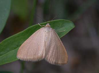 Minoa murinata Scop. adulte - �Philippe Mothiron