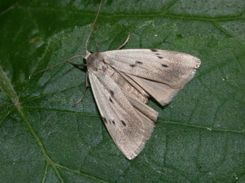 Pelosia muscerda Hfn. adulte - �Philippe Mothiron