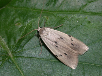 Pelosia muscerda Hfn. adulte - �Philippe Mothiron