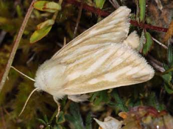 Oria musculosa Hb. adulte - �Samuel Ducept