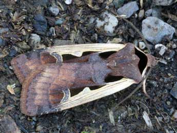 Dichagyris musiva Hb. adulte - �Daniel Morel