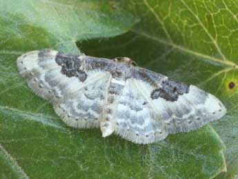 Idaea mustelata Gump. adulte - �Daniel Morel