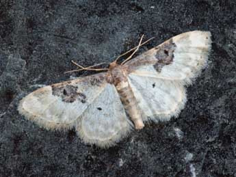 Idaea mustelata Gump. adulte - �Daniel Morel