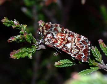 Anarta myrtilli L. adulte - �Philippe Mothiron