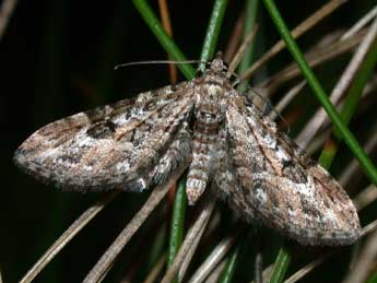 Eupithecia nanata Hb. adulte - �Philippe Mothiron