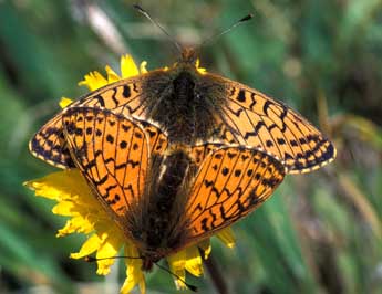 Boloria napaea Hoffmsg adulte - �Tristan Lafranchis