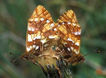 Boloria napaea Hoffmsg adulte - �Tristan Lafranchis