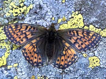 Boloria napaea Hoffmsg adulte - �Tristan Lafranchis