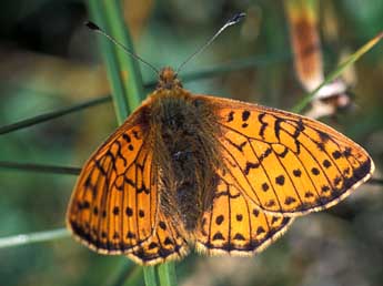 Boloria napaea Hoffmsg adulte - �Tristan Lafranchis