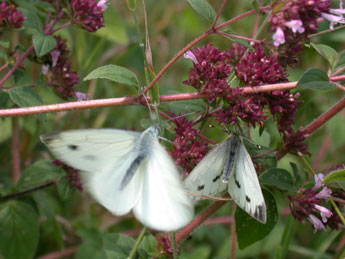 Pieris napi L. adulte - �Philippe Mothiron